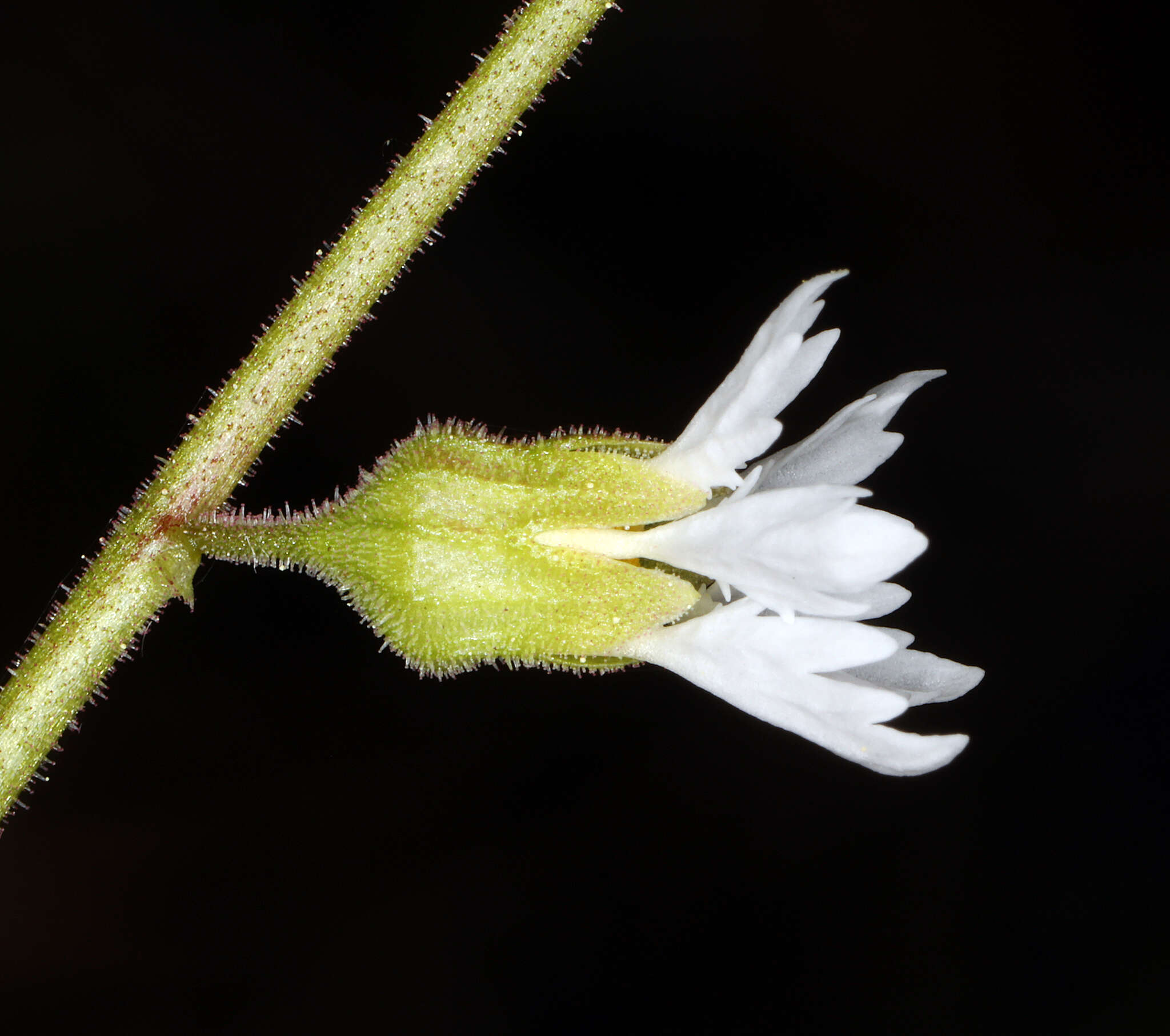 Image of Siskiyou Mountain woodland-star