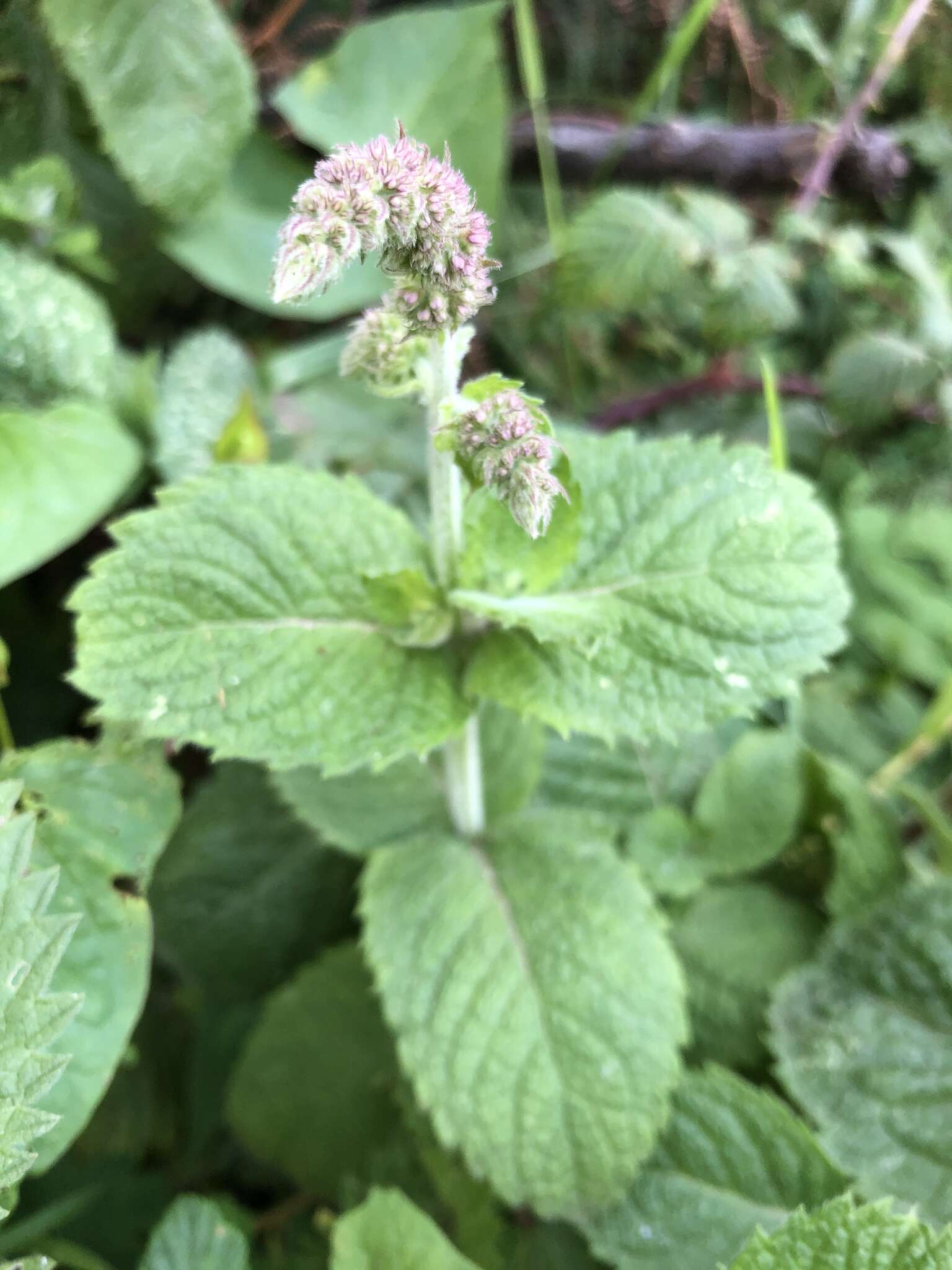 Mentha villosa Huds.的圖片