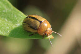 Image of Gonioctena olivacea