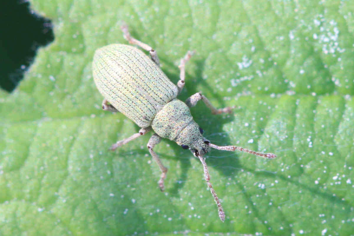 Image of Phyllobius (Subphyllobius) virideaeris (Laicharting 1781)