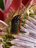 Imagem de Trichostetha fascicularis (Linnaeus 1767)