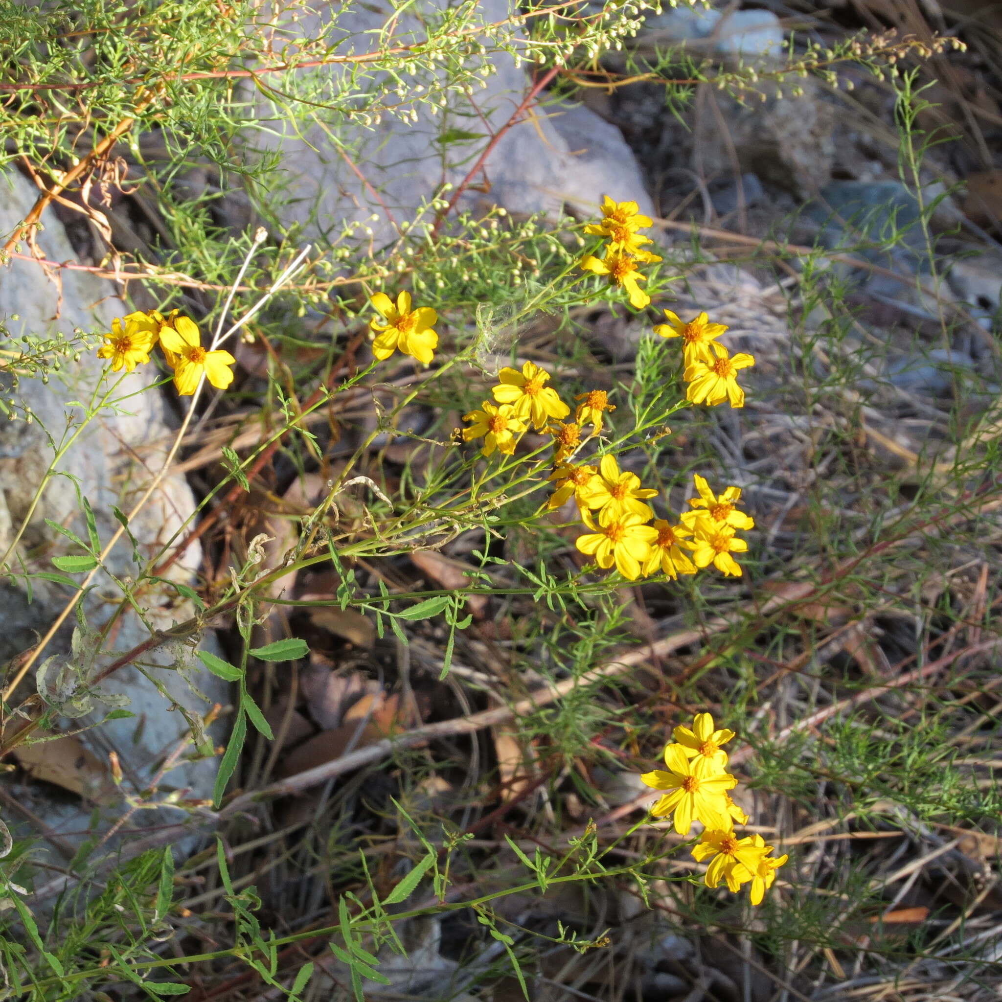 صورة Tagetes lemmonii A. Gray