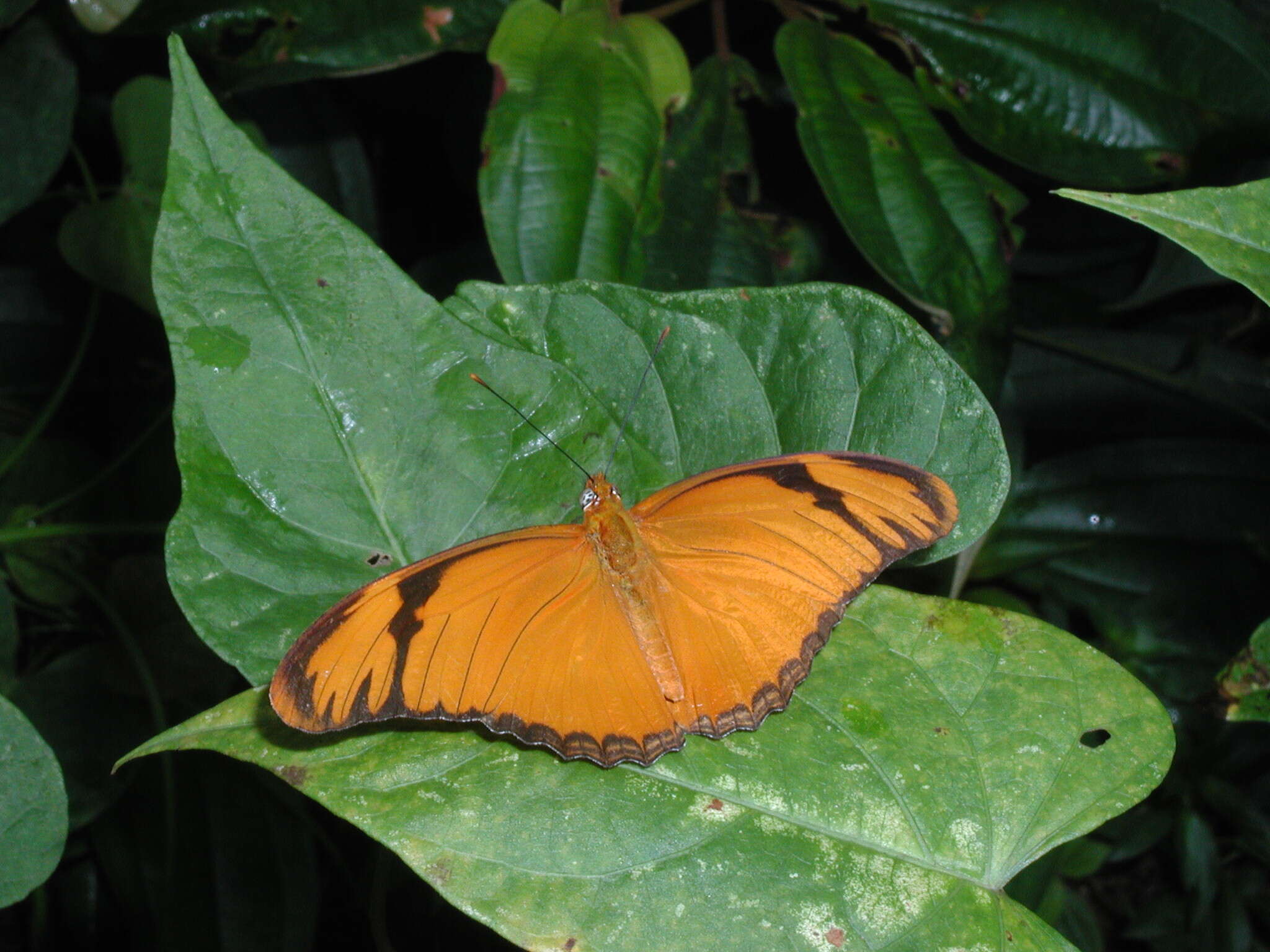 Image of Dryas