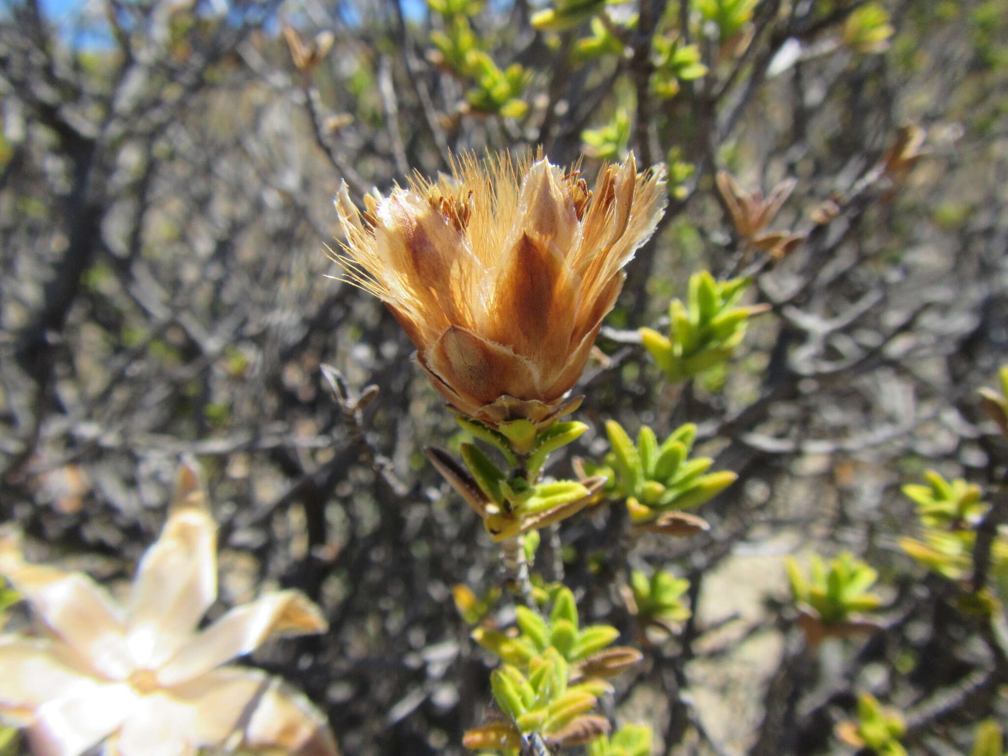 Image of Pteronia hutchinsoniana Compton