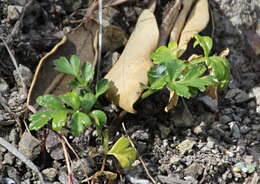 Image de Apium prostratum Labill.