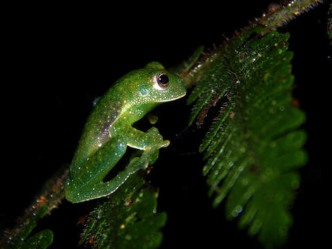 Image of Savage's cochran frog