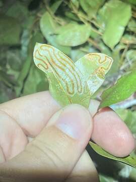 Image of Phyllocnistis meliacella Becker 1974