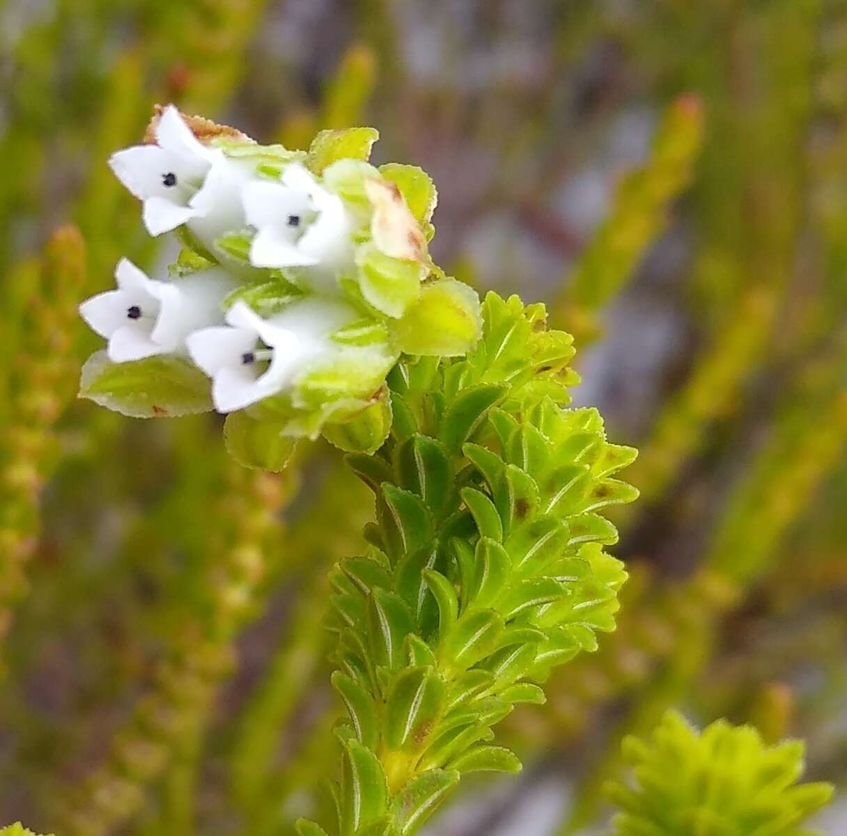 Image of Erica fairii Bolus