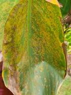 Image of Canna rust