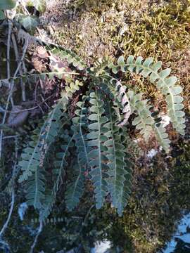 Plancia ëd Asplenium ceterach subsp. bivalens (D. E. Mey.) Greuter & Burdet