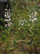 Image of Lupinus palaestinus Boiss.