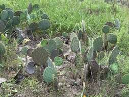 Opuntia pyrocarpa Griffiths的圖片