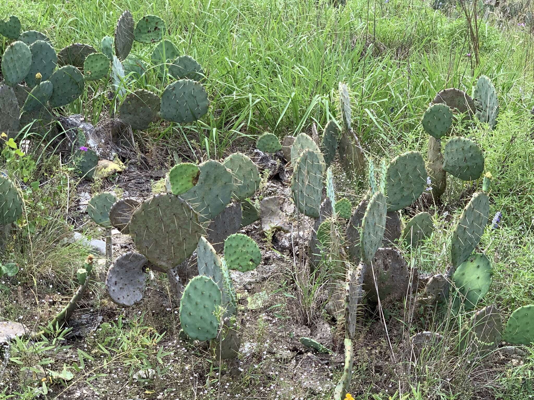 Image of Opuntia pyrocarpa Griffiths