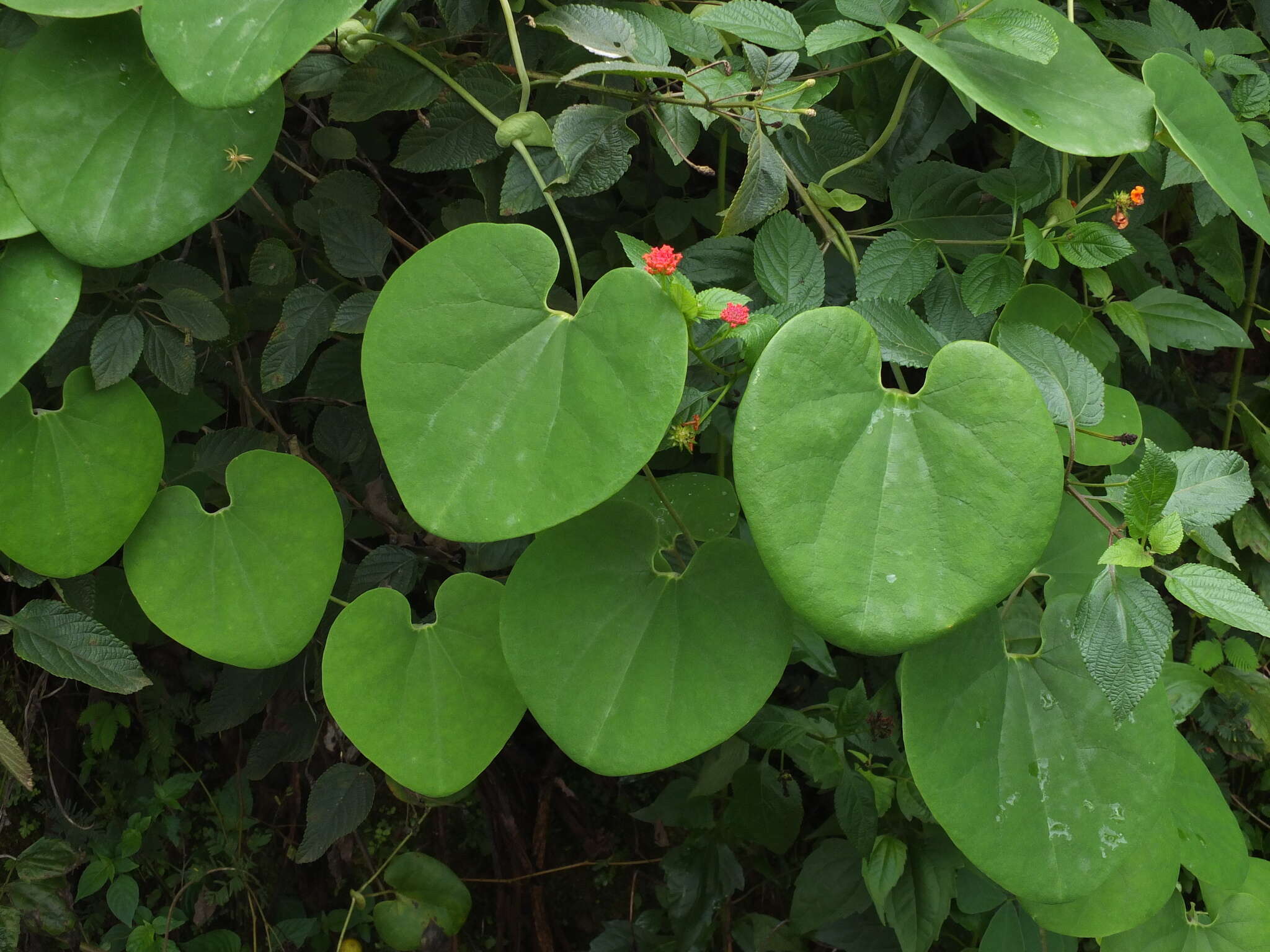 Image of mottled dutchman's pipe