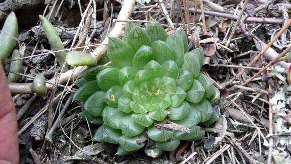 صورة Haworthia mucronata var. mucronata