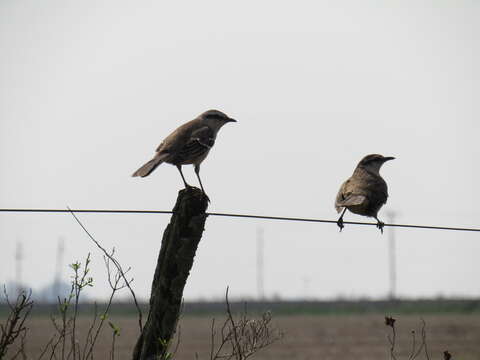 Image of Chalk-browed Mockingbird