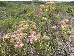 Ruschia suaveolens L. Bol. resmi