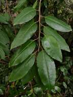 Image of Prunus lusitanica subsp. lusitanica
