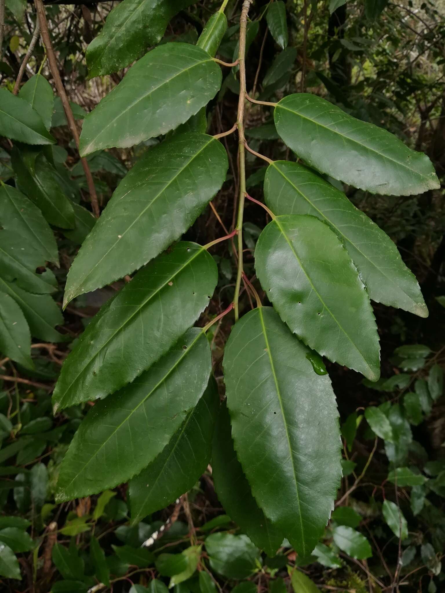 Plancia ëd Prunus lusitanica subsp. lusitanica