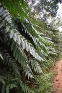 Imagem de Cyathea horrida (L.) Sm.