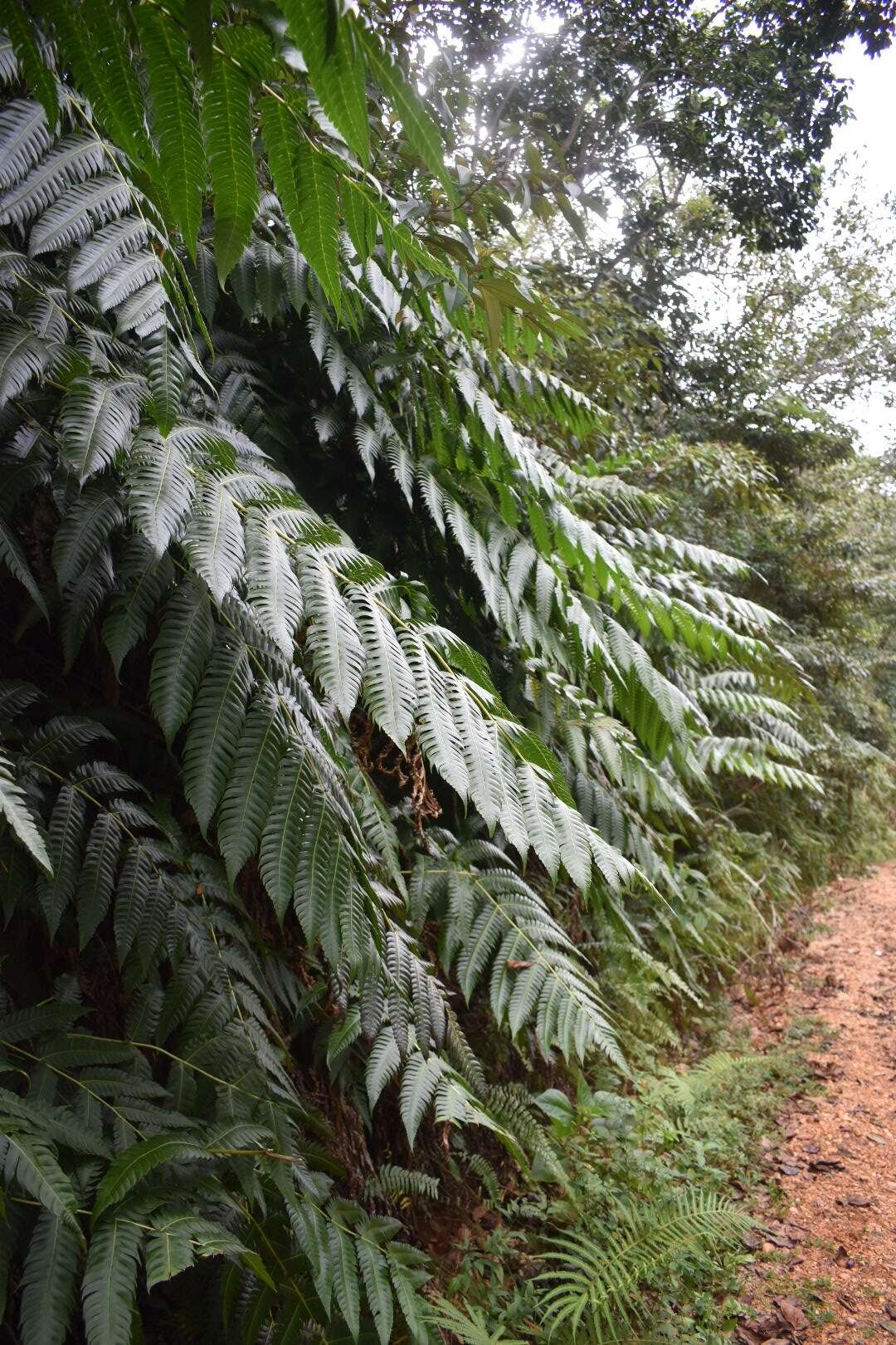 صورة Cyathea horrida (L.) Sm.