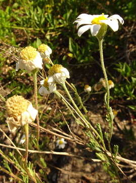 Слика од Anthemis maritima L.