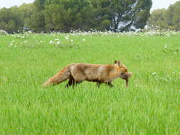 Image of Vulpes vulpes silacea Miller 1907