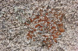 Image of sandwort orange lichen