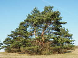 Image of Scotch Pine