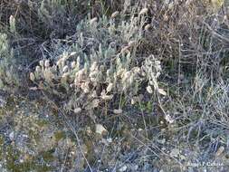 Image of Lavandula pedunculata subsp. sampaiana (Rozeira) Franco