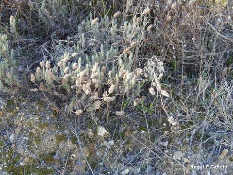Слика од Lavandula pedunculata subsp. sampaiana (Rozeira) Franco