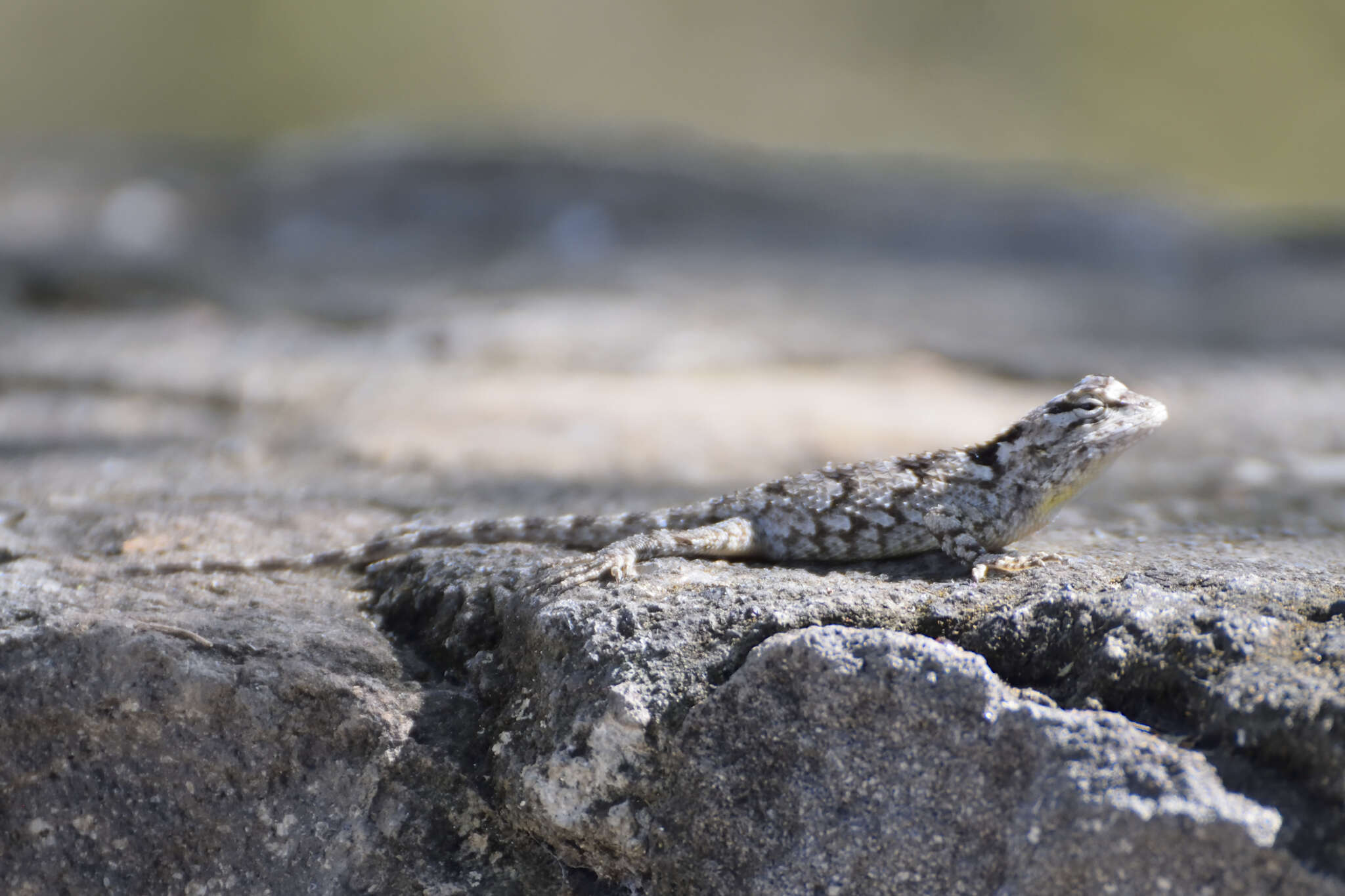 Image of Black-nosed Lizard