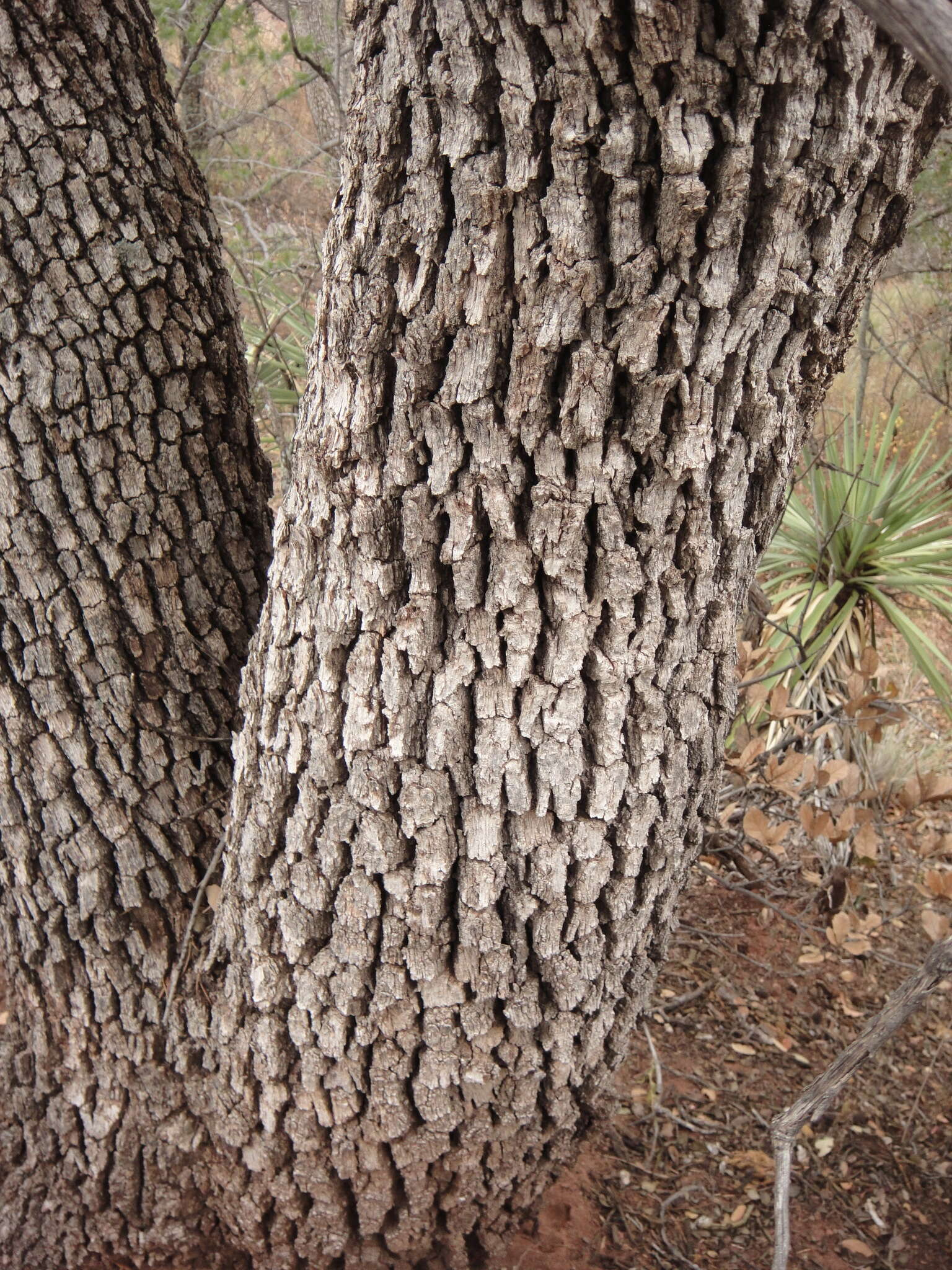 Image of gray oak