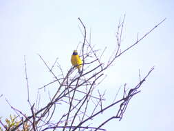 Image of scrub euphonia