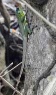 Image of Grenada tree anole