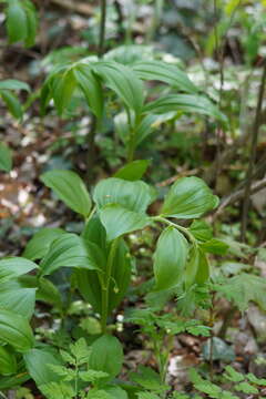 Image of Broadleaf solomon's seal