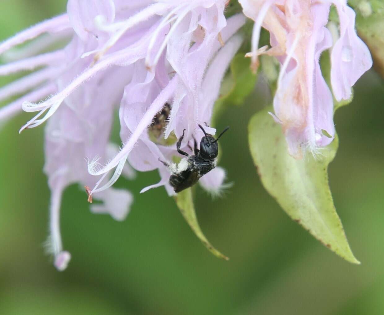 Image of Dufourea monardae (Viereck 1924)