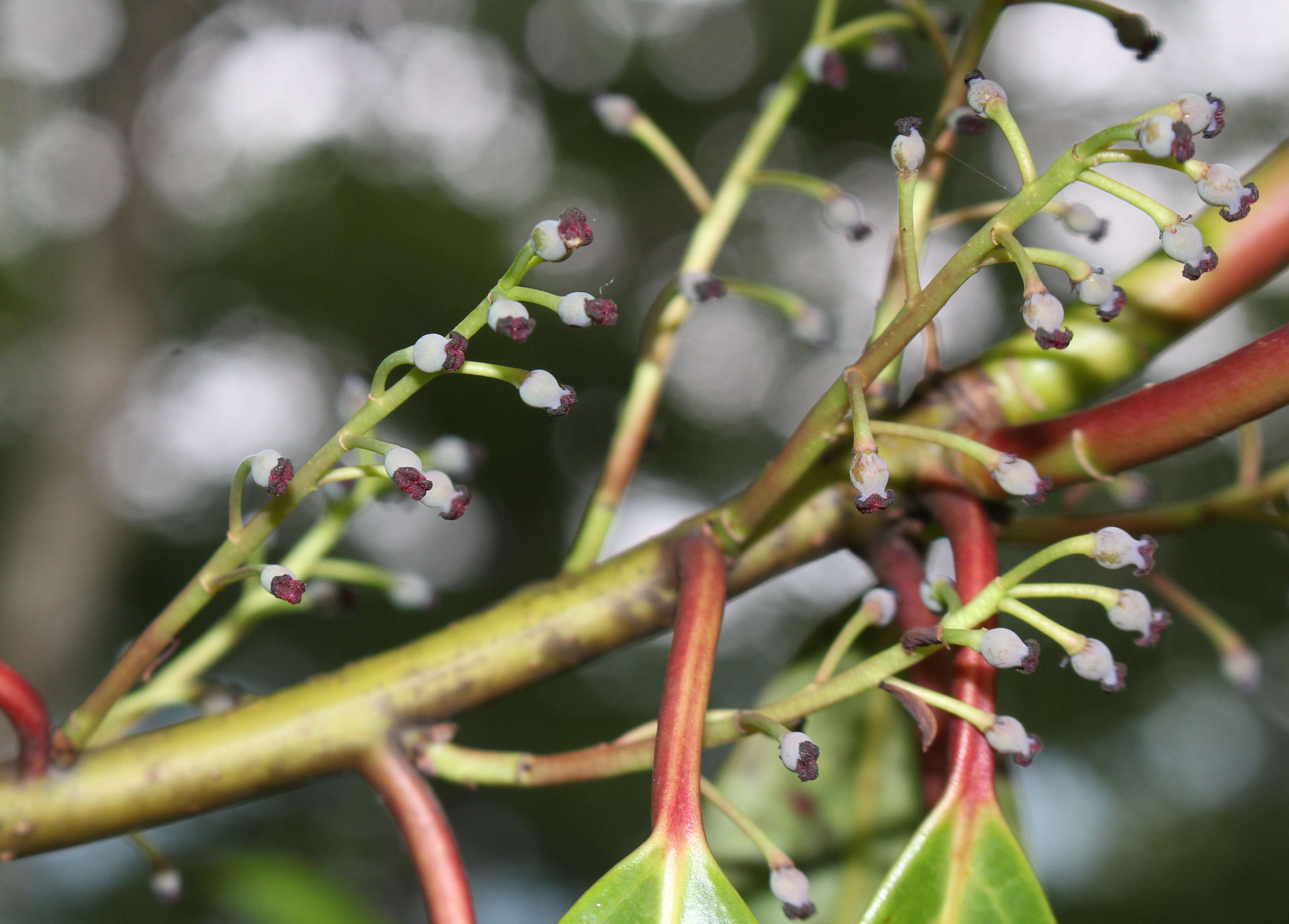 Image of Daphniphyllum macropodum Miq.