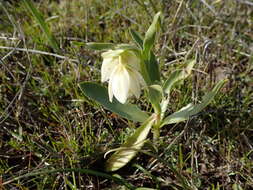 Image of fragrant fritillary