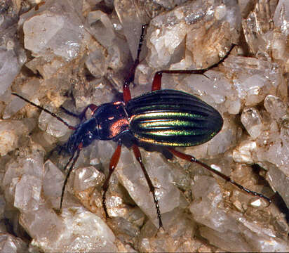 Carabus (Chrysocarabus) auronitens Fabricius 1792 resmi