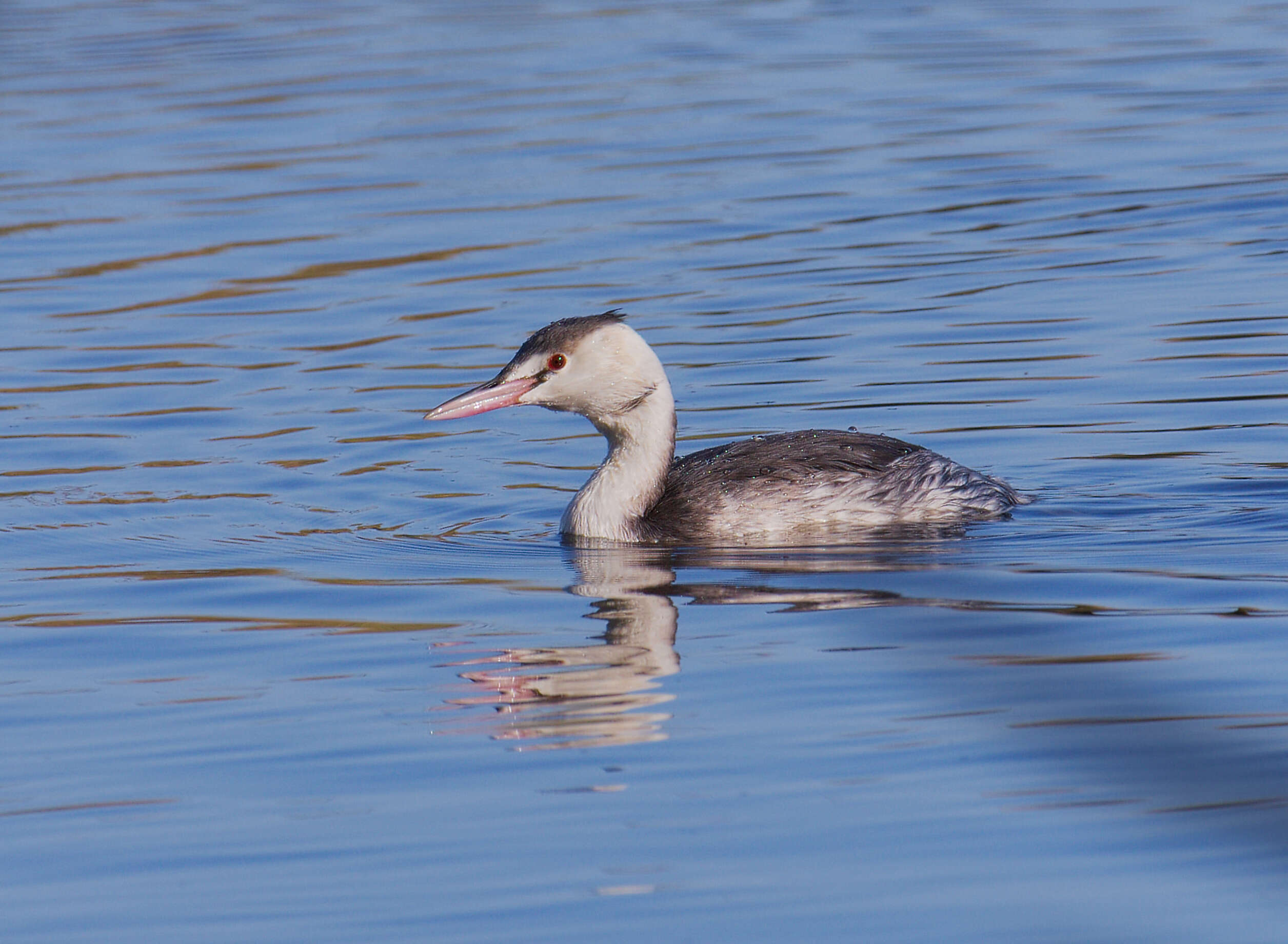 Image of Podiceps Latham 1787