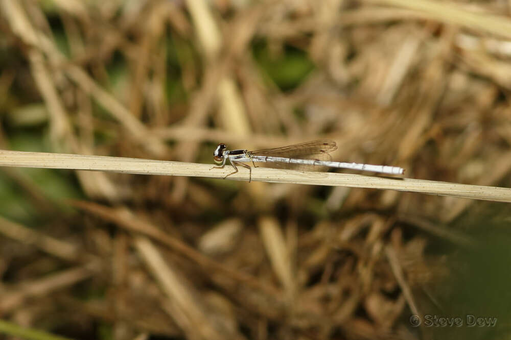 Sivun Agriocnemis argentea Tillyard 1906 kuva