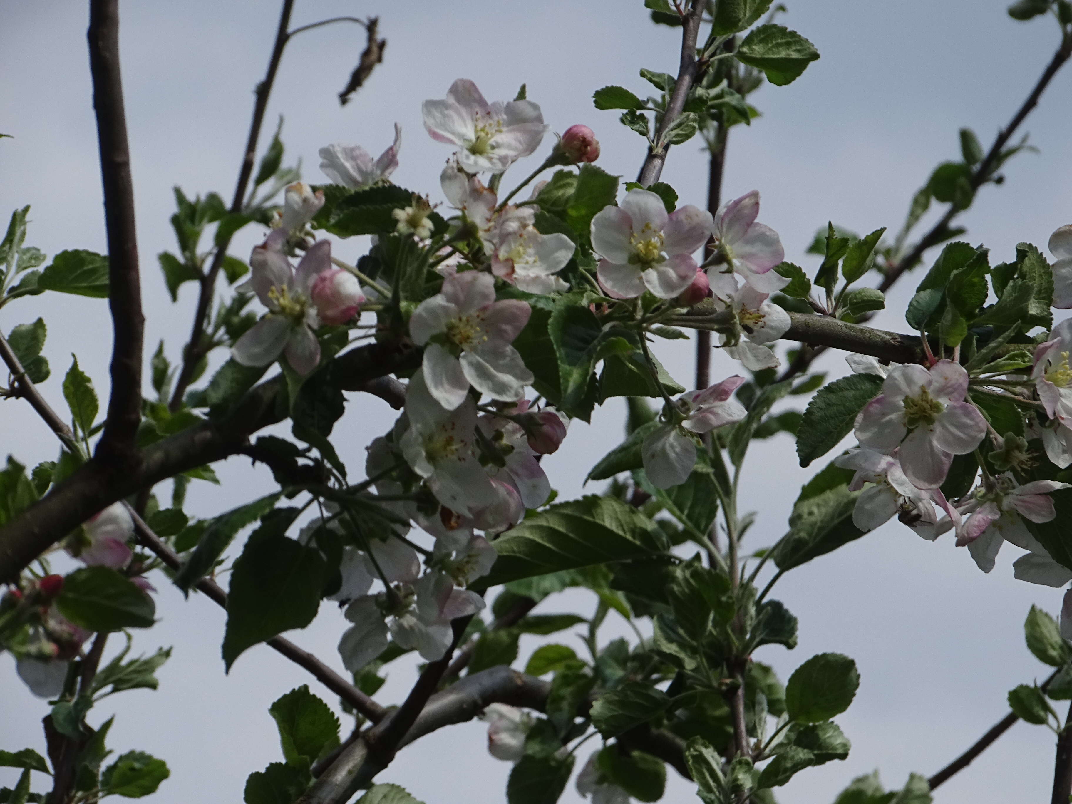 Image de Rosa moschata J. Herrmann