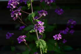 Image of moss phlox