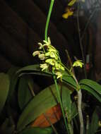 Слика од Dendrobium gracilicaule F. Muell.