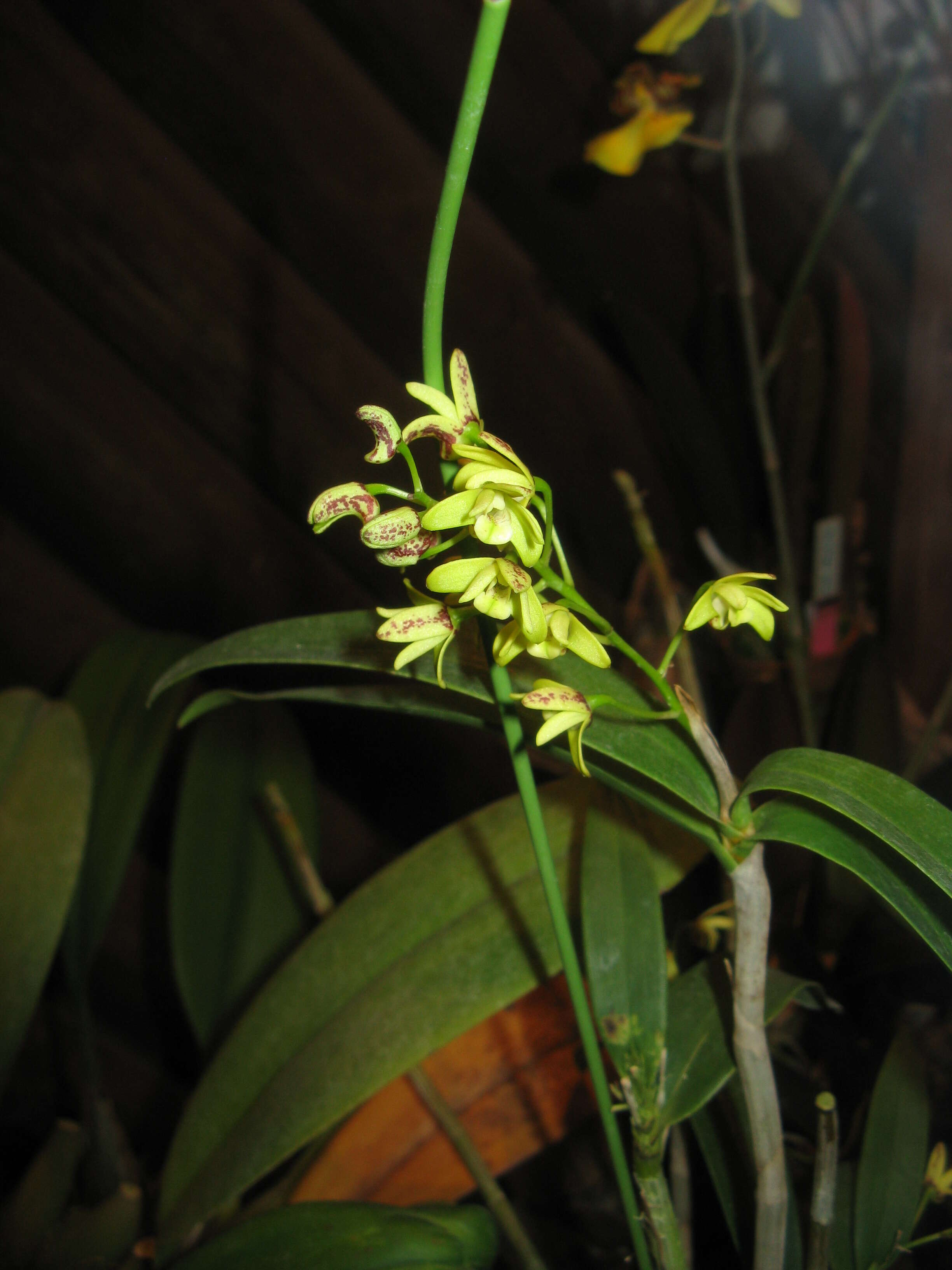 Слика од Dendrobium gracilicaule F. Muell.