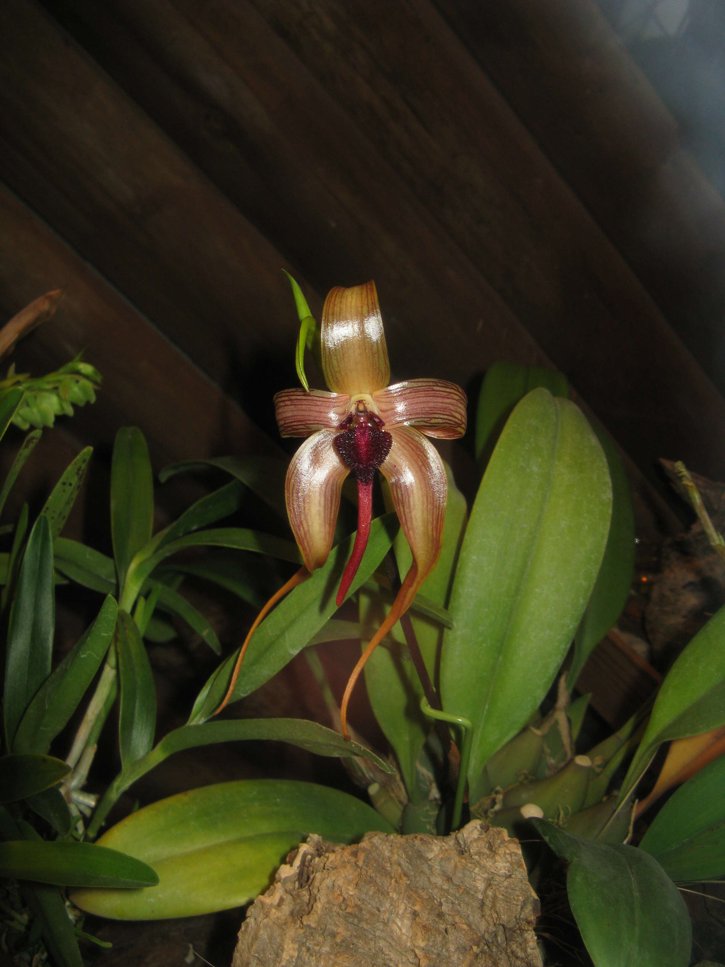 Image of Bulbophyllum echinolabium J. J. Sm.