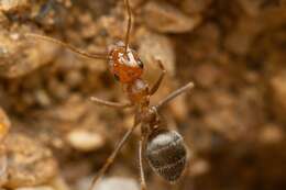 Image of Myrmecocystus semirufus Emery 1893