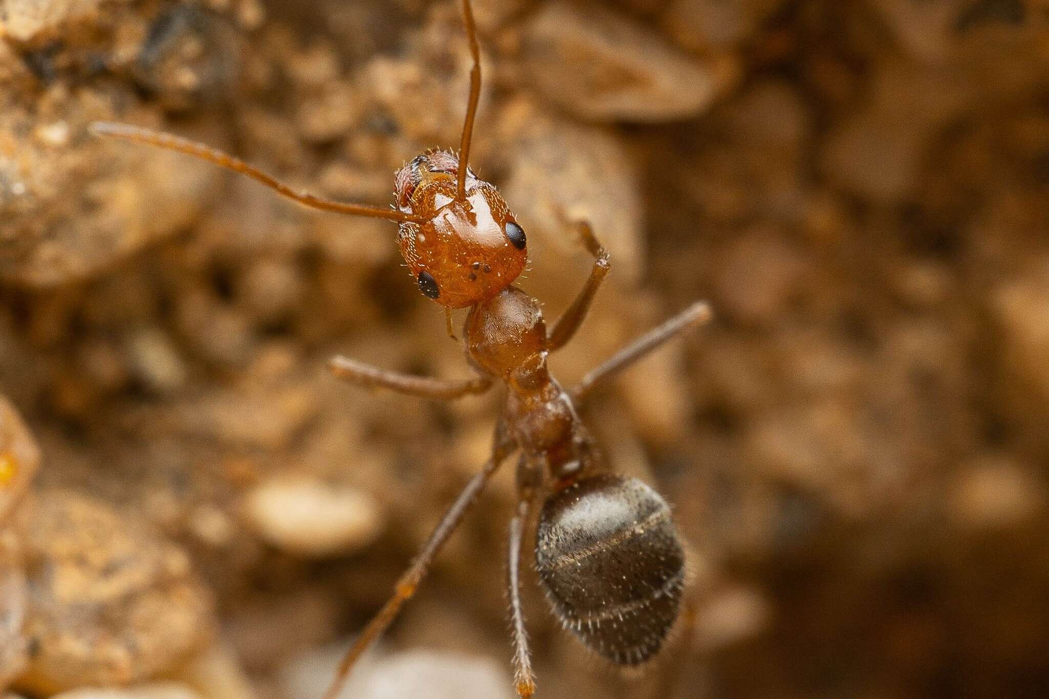 Image of Myrmecocystus semirufus Emery 1893