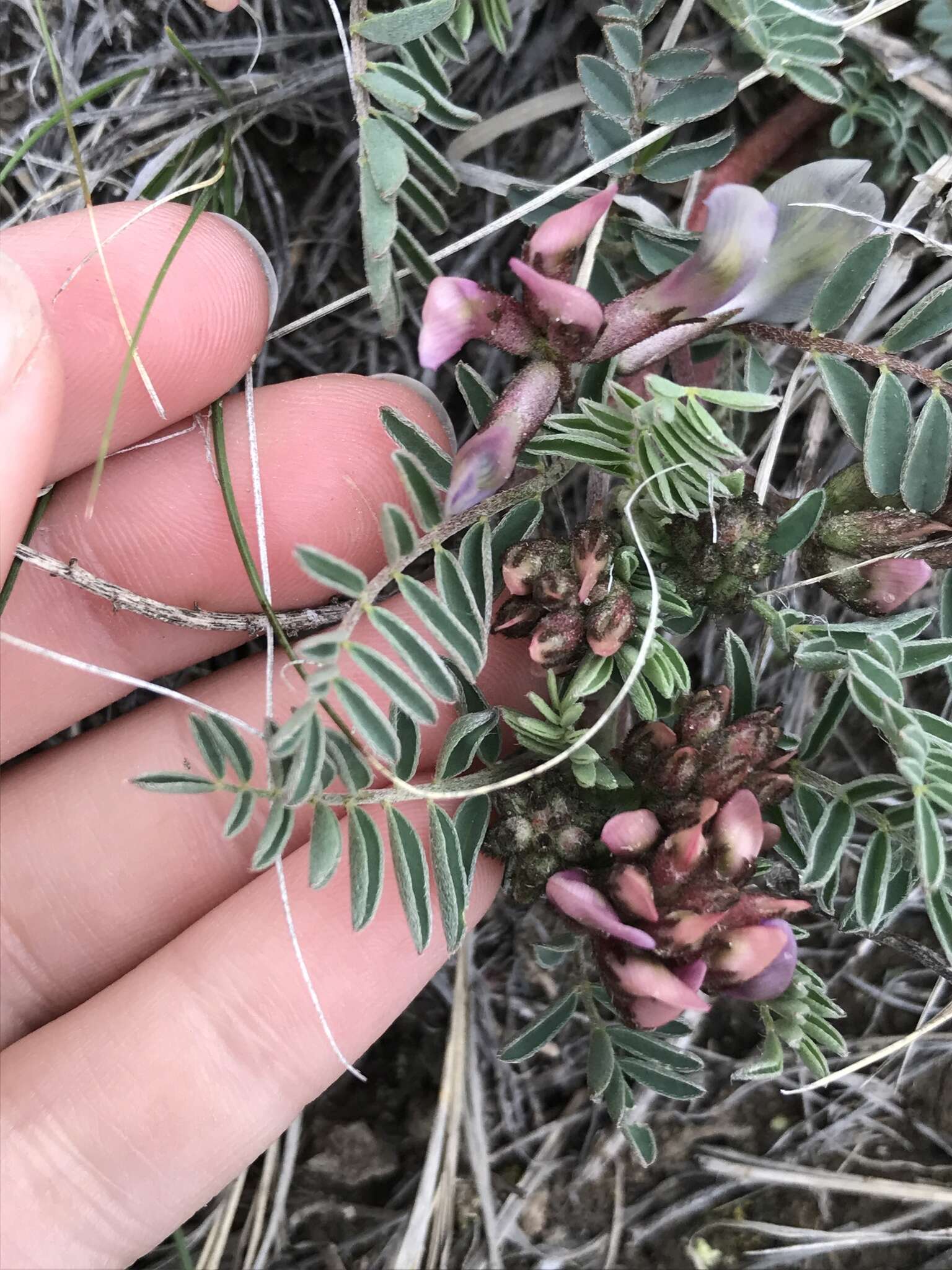 Sivun Astragalus crassicarpus var. paysonii (E. H. Kelso) Barneby kuva